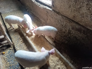 purcei de vânzare  - imagine 2