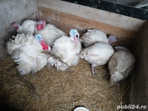 Vand curcani  - imagine 2