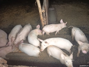 purcei de vânzare  - imagine 3