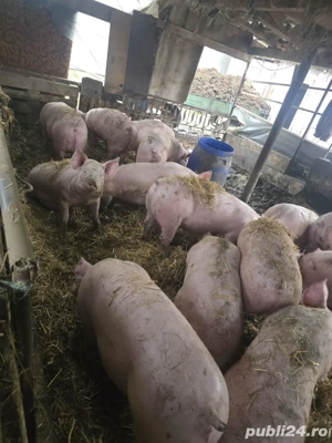 Porci Grasi - imagine 2