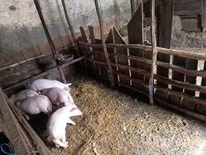 purcei de vânzare  - imagine 4