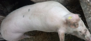 Porc de vînzare l