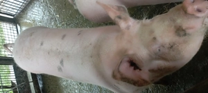 Porc de vînzare l - imagine 2