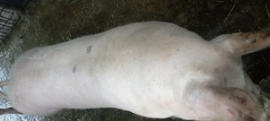 Porc de vînzare l - imagine 4