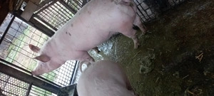 Porc de vînzare l - imagine 5