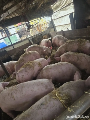 Porci Grasi - imagine 3