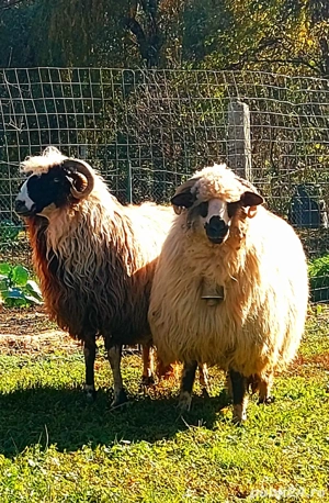 Oi breze de vânzare 