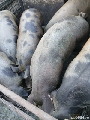 porci de vanzare - imagine 2