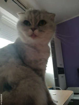 Pisica adulta - imagine 2