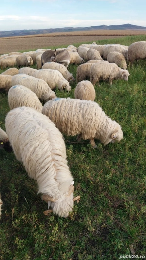 oi tinere  de vanzare - imagine 4