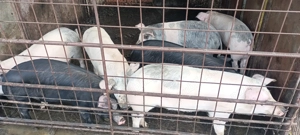 Purcei  14 săptămâni  - imagine 2