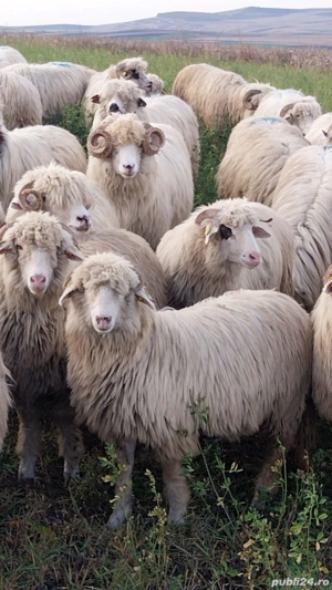 oi tinere  de vanzare