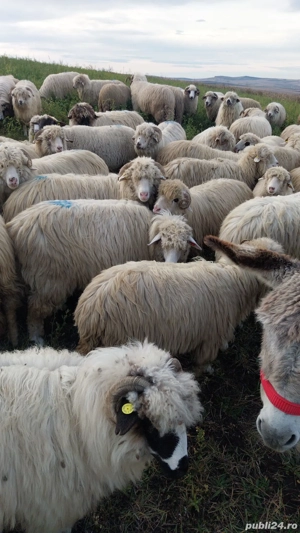 oi tinere  de vanzare - imagine 3