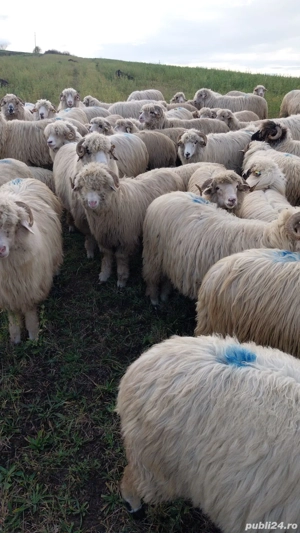 oi tinere  de vanzare - imagine 2