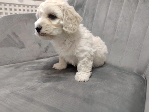 Vând cățeluși drăgălași iubitorilor de animăluțe (Bichon+ Maltipoo) - imagine 2