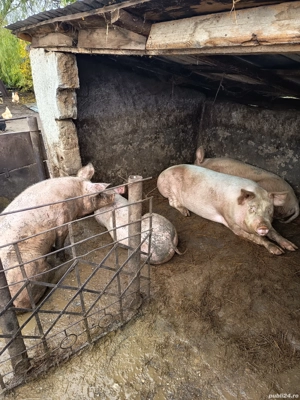 porci de vanzare  - imagine 4