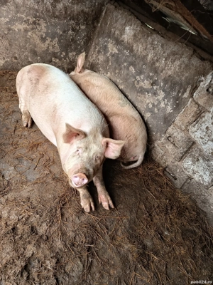 porci de vanzare  - imagine 3