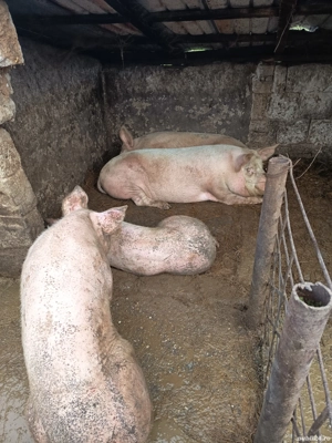 porci de vanzare 