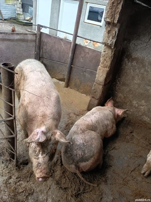 porci de vanzare  - imagine 2