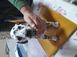 Cățeluși de dalmatian - imagine 2