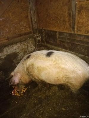 porci de vanzare  - imagine 2
