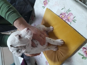 Cățeluși de dalmatian - imagine 5