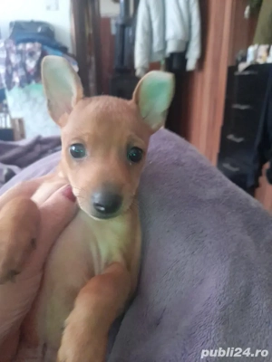 Animale de companie - imagine 2