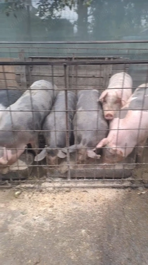 Vând porcii și purcei! - imagine 3