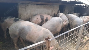 Porci de vanzare