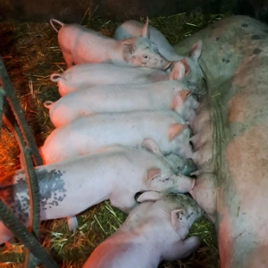 Vând porcii și purcei! - imagine 5