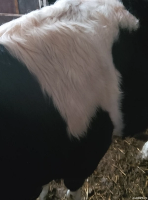 vand tauras baltat cu negru de carne  250 kg