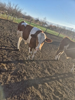 Vitei de vânzare - imagine 2