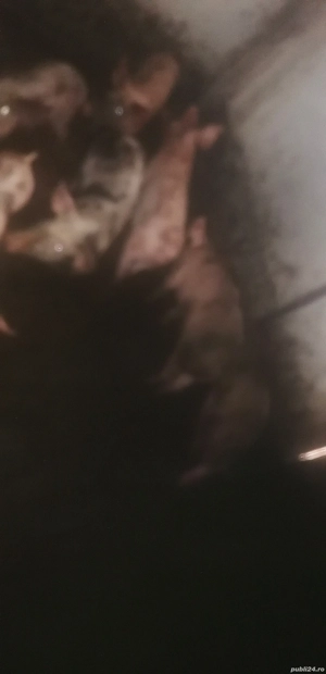 Purcei de vînzare - imagine 5