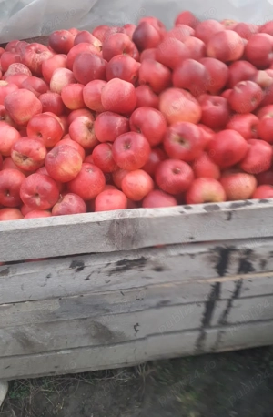 Vând mere Golden și Florina