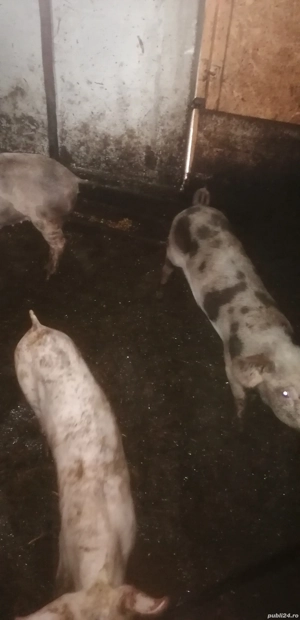 Purcei de vînzare - imagine 3