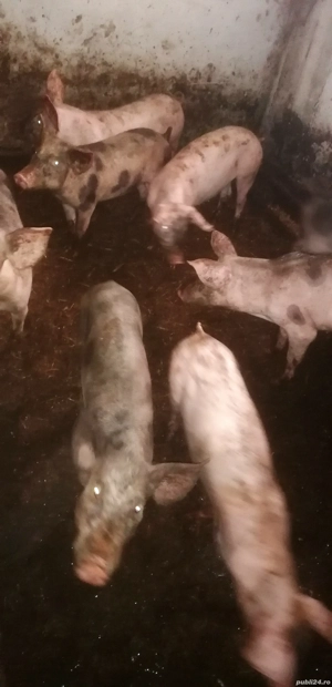 Purcei de vînzare - imagine 4