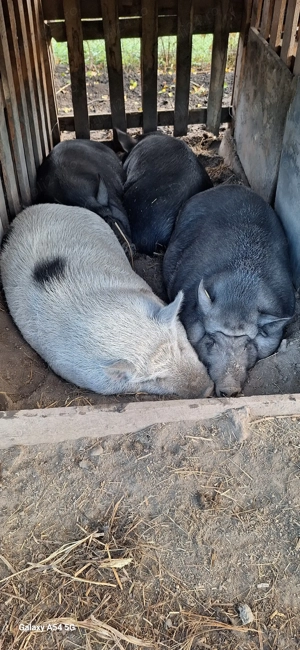 Porc vietnamez pentru consum