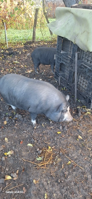 Porc vietnamez pentru consum