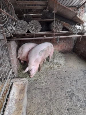 Vand porci 140-150 KG - imagine 3