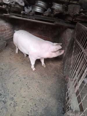 Vand porci 140-150 KG - imagine 2