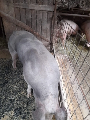 Vand porci 140-150 KG