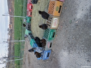 găini araucana  - imagine 3