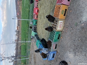 găini araucana  - imagine 4