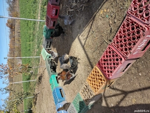 găini araucana  - imagine 5