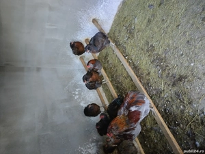 găini araucana  - imagine 2