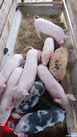 Vând purcei marele alb au 6 săptămâni  - imagine 2