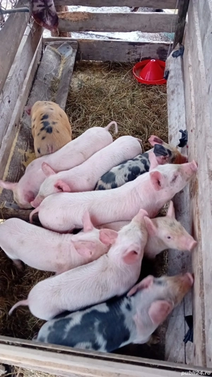 Vând purcei marele alb au 6 săptămâni  - imagine 3