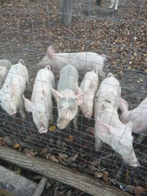 Vând purcei 40 kilograme 