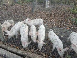 Vând purcei 40 kilograme  - imagine 2