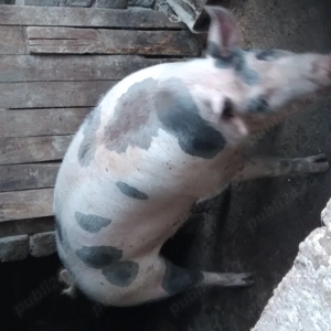 Porci de vanzare